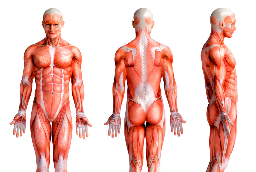 Mesa flexora fortalece músculos posteriores das coxas; veja como